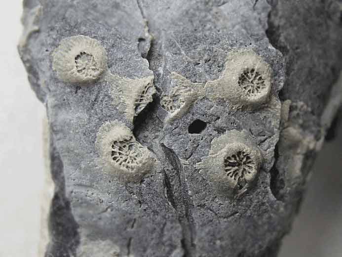 Ichnofossile: biorosion de coquille fossile du jurassique Boulonnais